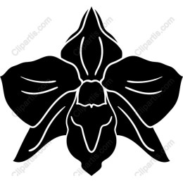 Elegant Black Orchid