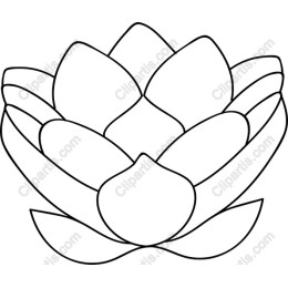 Lotus Flower
