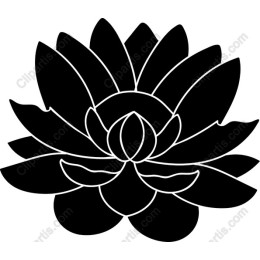 Water Lily