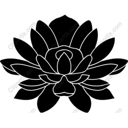 Lotus Flower