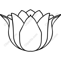 Elegant Lotus Flower