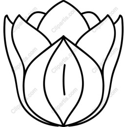 Premium Lotus Flower