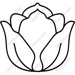 Lotus Flower