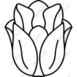 Elegant Tulip
