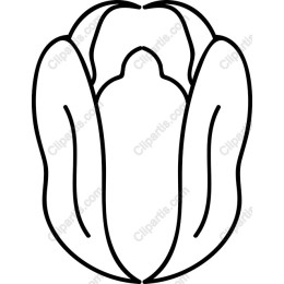 Elegant Flower Bud
