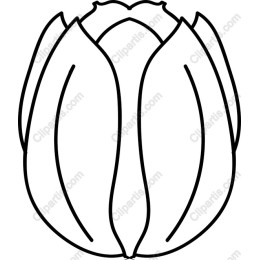 Elegant Tulip