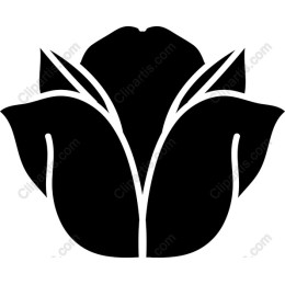 Elegant Black Tulip