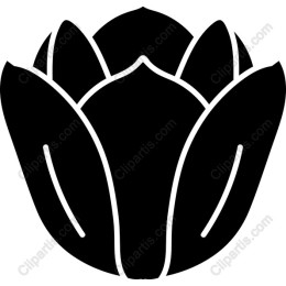 Elegant Flower Bud