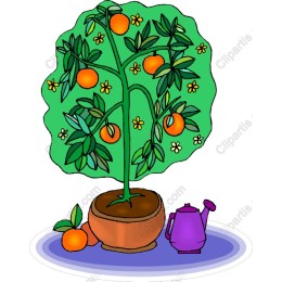 Orange Tree