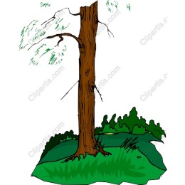 Tall Tree