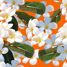 Tropical White Plumeria Flower