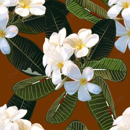 Elegant Plumeria Floral