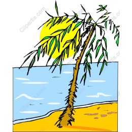 Tropical Palm Tree