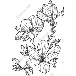 Elegant Magnolia Flower