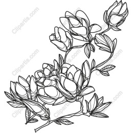 Elegant Magnolia Blossom Line Art