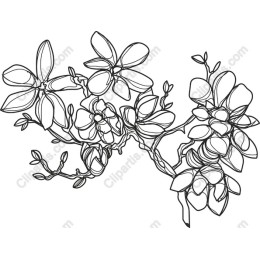 Elegant Floral Line Art