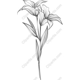 Elegant Hand-Drawn Lily