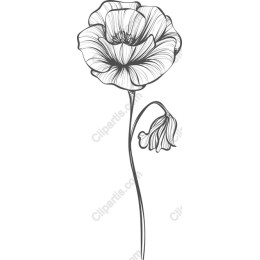 Delicate Poppy Flower Line Art