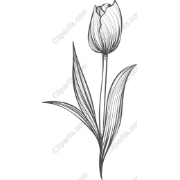 Elegant Tulip
