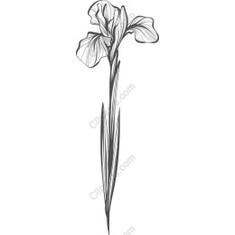 Elegant Hand-Drawn Iris Flower