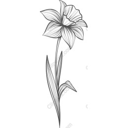 Elegant Daffodil