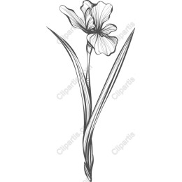 Elegant Iris Flower
