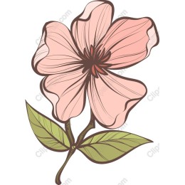 Delicate Pink Flower