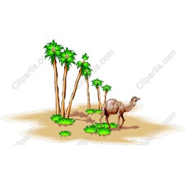 Desert Oasis Camel