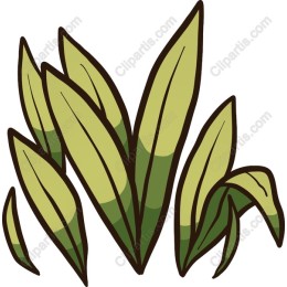 Lush Green Leaves