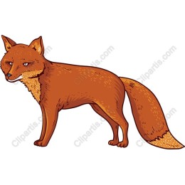 Curious Fox