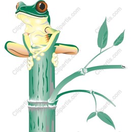 Vibrant Frog on Bamboo
