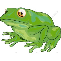 Charming Green Frog