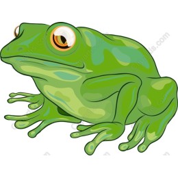 Vibrant Frog