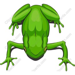 Vibrant Green Frog