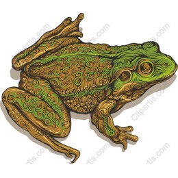 Distinctive Swirling Frog