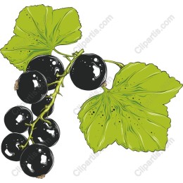 Blackcurrant