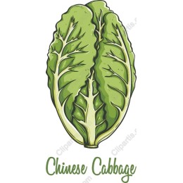 Chinese Cabbage