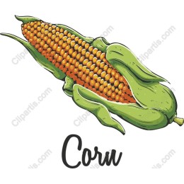 Vibrant Corn Cob