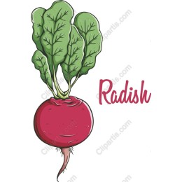 Vibrant Radish