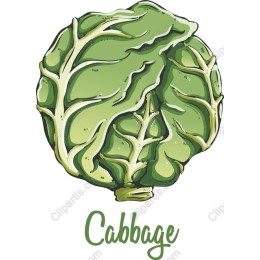 Cabbage - Hand-Drawn