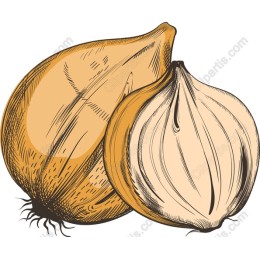 Hand-Drawn Onion