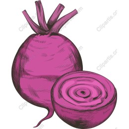 Vibrant Pink Turnip