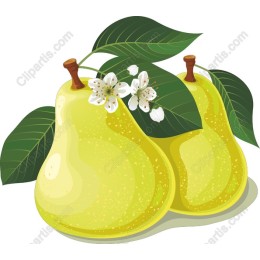 Fresh Pear work