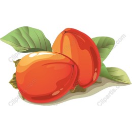 Vibrant Persimmons