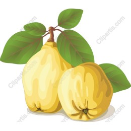 Ripe Quince
