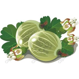 Vibrant Gooseberry