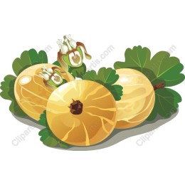 Premium Gooseberry