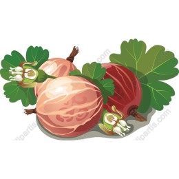 Gooseberry