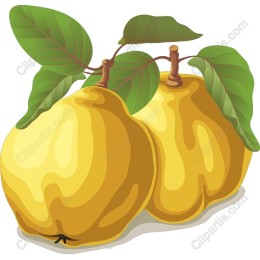 Juicy Quince
