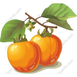 Ripe Persimmons